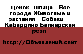 щенок  шпица - Все города Животные и растения » Собаки   . Кабардино-Балкарская респ.